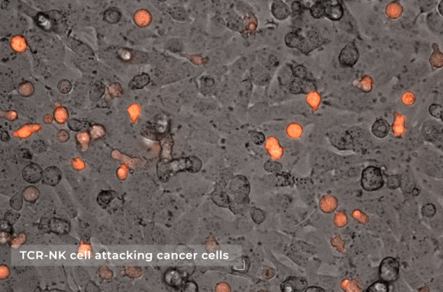 Bioengineers on the Cusp of a New Era of Cancer Treatment