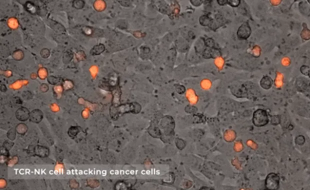 Bioengineers on the Cusp of a New Era of Cancer Treatment