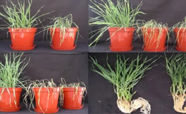 Great discovery in plant genetics