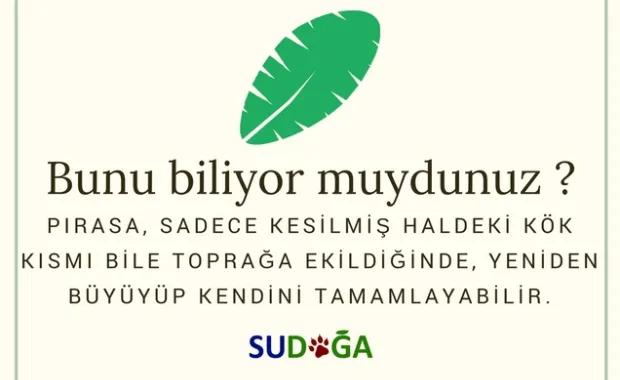 Bunu biliyor muydunuz?