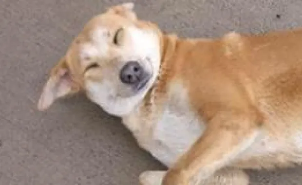 SUdergi'de yayınlanacak "Kampüs Köpek ve Kedileri" yazısına siz de katkıda bulunun