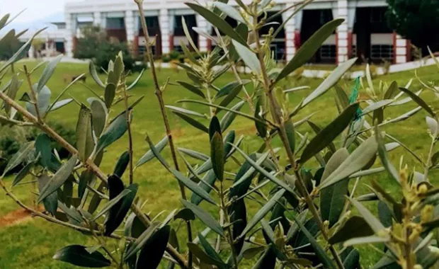 Kampüste Zeytin Günü