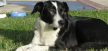 Köpeklerimiz...